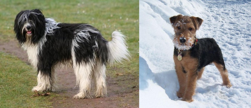 Welsh Terrier vs Schapendoes - Breed Comparison