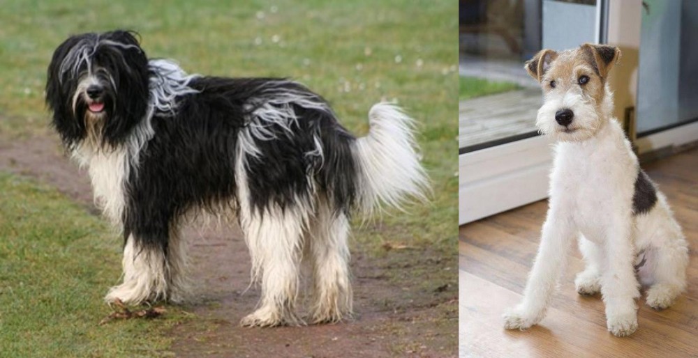 Wire Fox Terrier vs Schapendoes - Breed Comparison