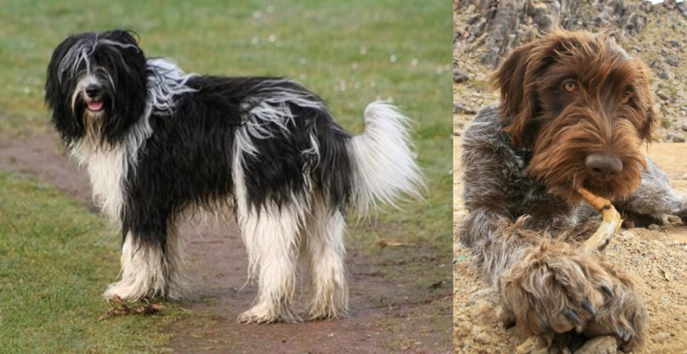 Wirehaired Pointing Griffon vs Schapendoes - Breed Comparison