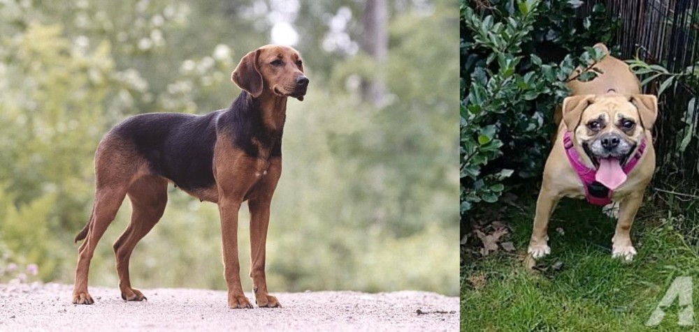 Beabull vs Schillerstovare - Breed Comparison