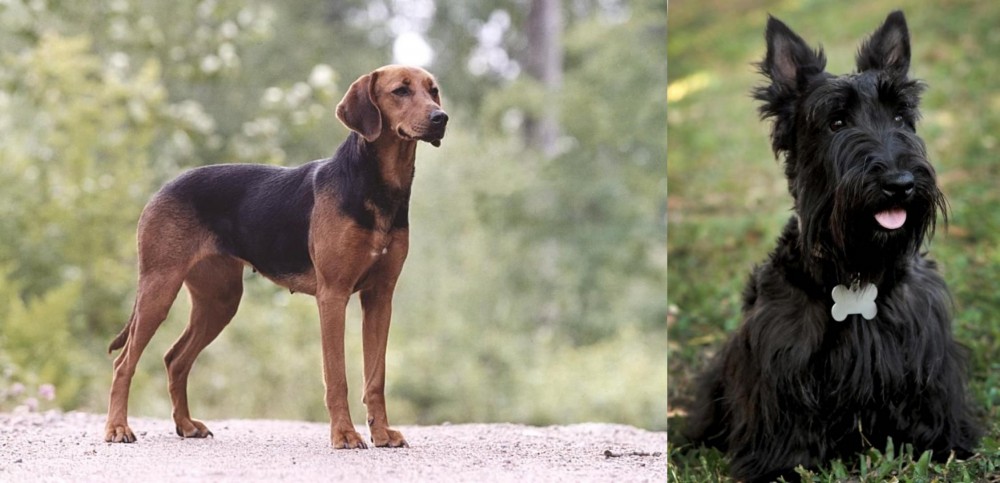 Scoland Terrier vs Schillerstovare - Breed Comparison