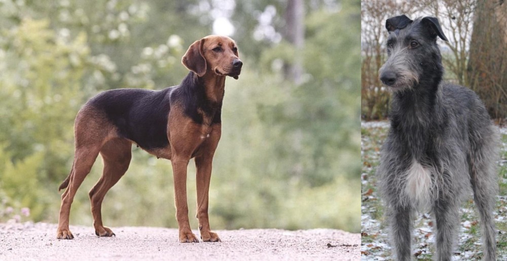 Scottish Deerhound vs Schillerstovare - Breed Comparison