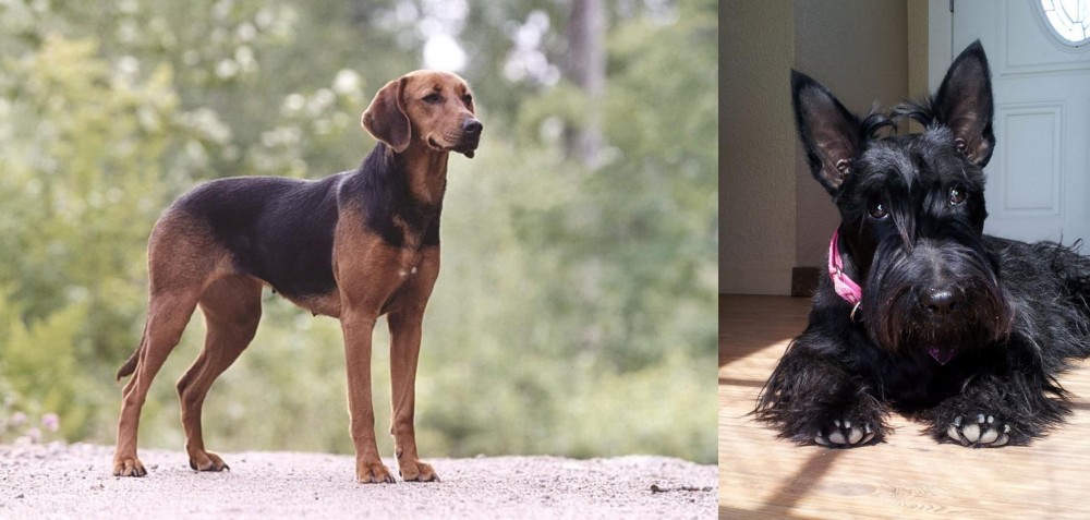 Scottish Terrier vs Schillerstovare - Breed Comparison