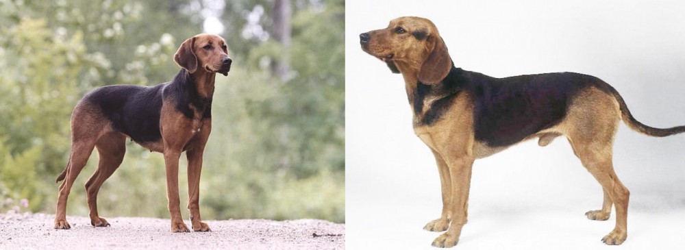 Serbian Hound vs Schillerstovare - Breed Comparison