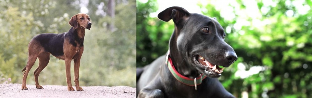Shepard Labrador vs Schillerstovare - Breed Comparison