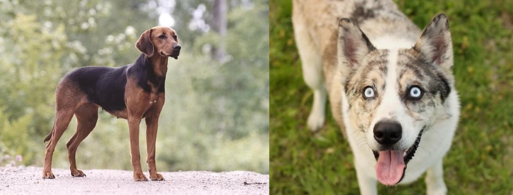 Shepherd Husky vs Schillerstovare - Breed Comparison