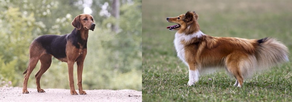 Shetland Sheepdog vs Schillerstovare - Breed Comparison