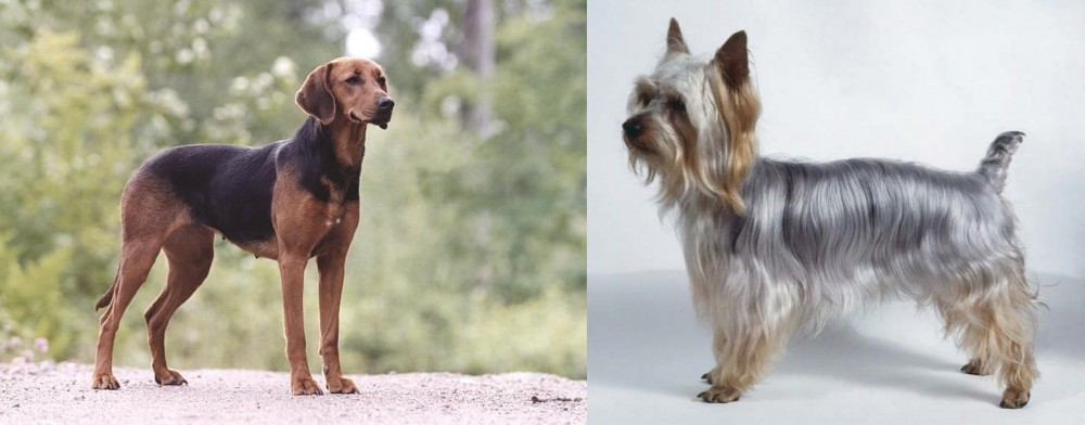 Silky Terrier vs Schillerstovare - Breed Comparison