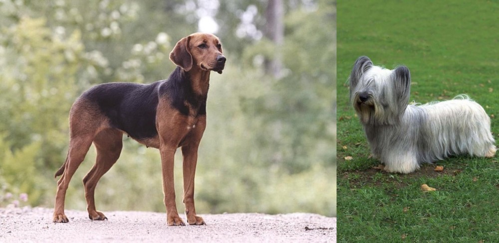Skye Terrier vs Schillerstovare - Breed Comparison