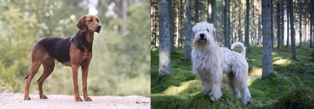 Soft-Coated Wheaten Terrier vs Schillerstovare - Breed Comparison