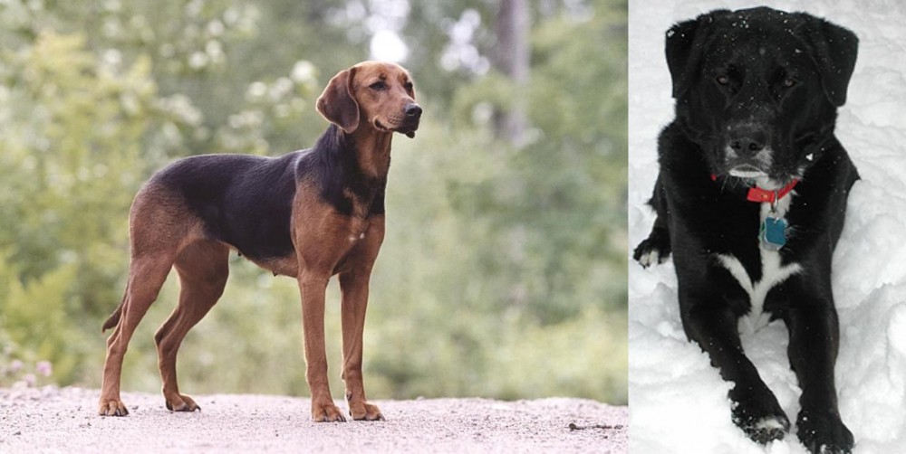 St. John's Water Dog vs Schillerstovare - Breed Comparison
