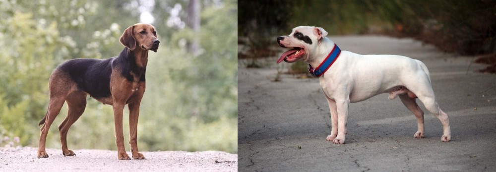 Staffordshire Bull Terrier vs Schillerstovare - Breed Comparison