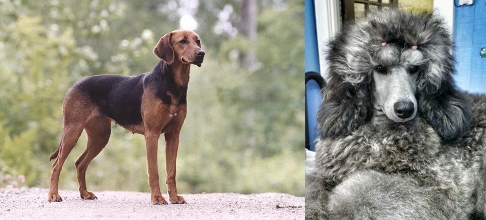 Standard Poodle vs Schillerstovare - Breed Comparison