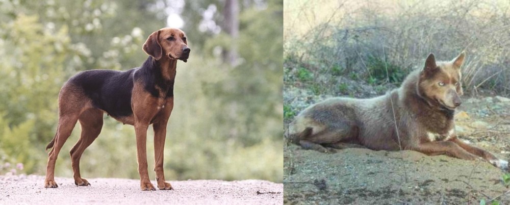 Tahltan Bear Dog vs Schillerstovare - Breed Comparison