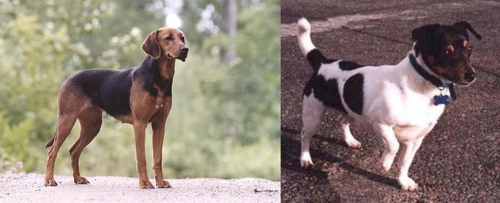 Teddy Roosevelt Terrier vs Schillerstovare - Breed Comparison