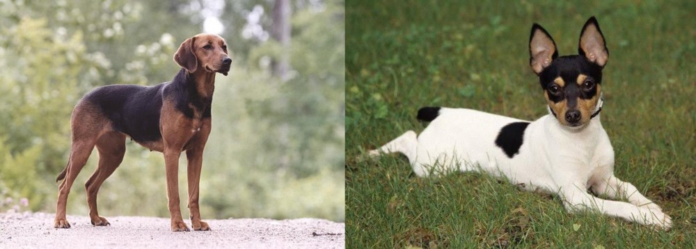 Toy Fox Terrier vs Schillerstovare - Breed Comparison