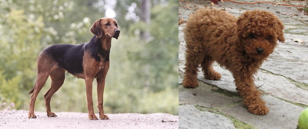 Toy Poodle vs Schillerstovare - Breed Comparison