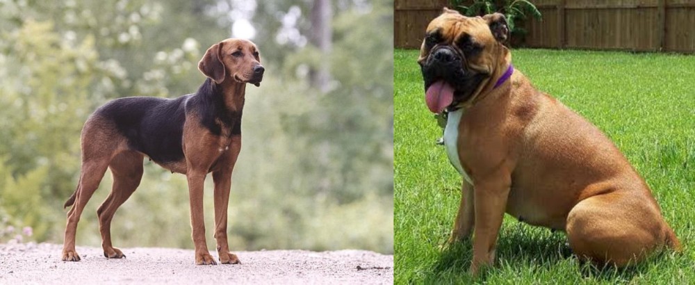 Valley Bulldog vs Schillerstovare - Breed Comparison