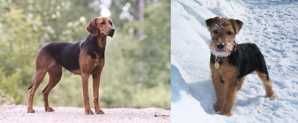 Welsh Terrier vs Schillerstovare - Breed Comparison
