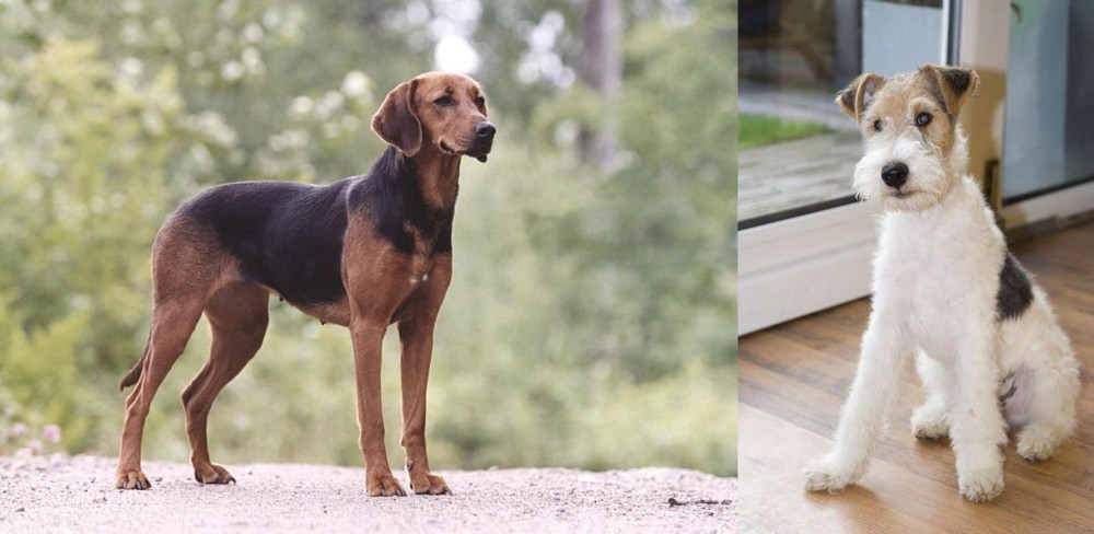 Wire Fox Terrier vs Schillerstovare - Breed Comparison