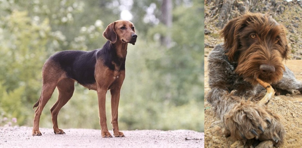 Wirehaired Pointing Griffon vs Schillerstovare - Breed Comparison