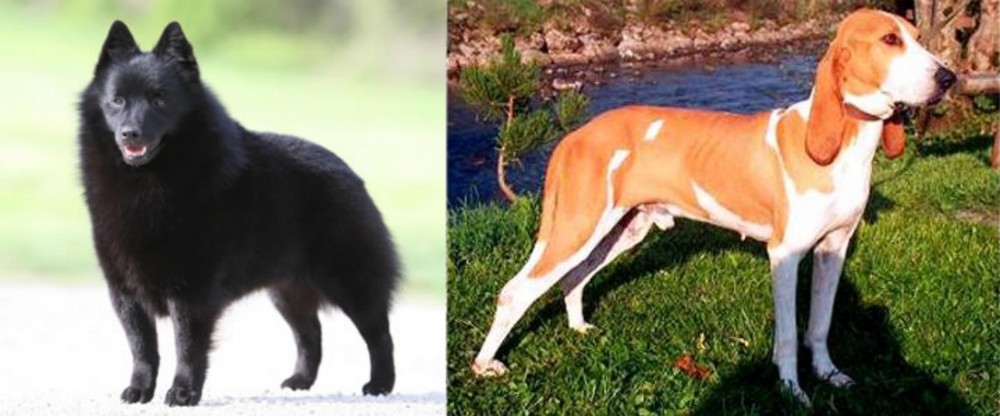 Schweizer Laufhund vs Schipperke - Breed Comparison