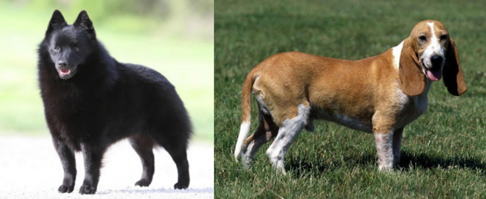 Schweizer Niederlaufhund vs Schipperke - Breed Comparison