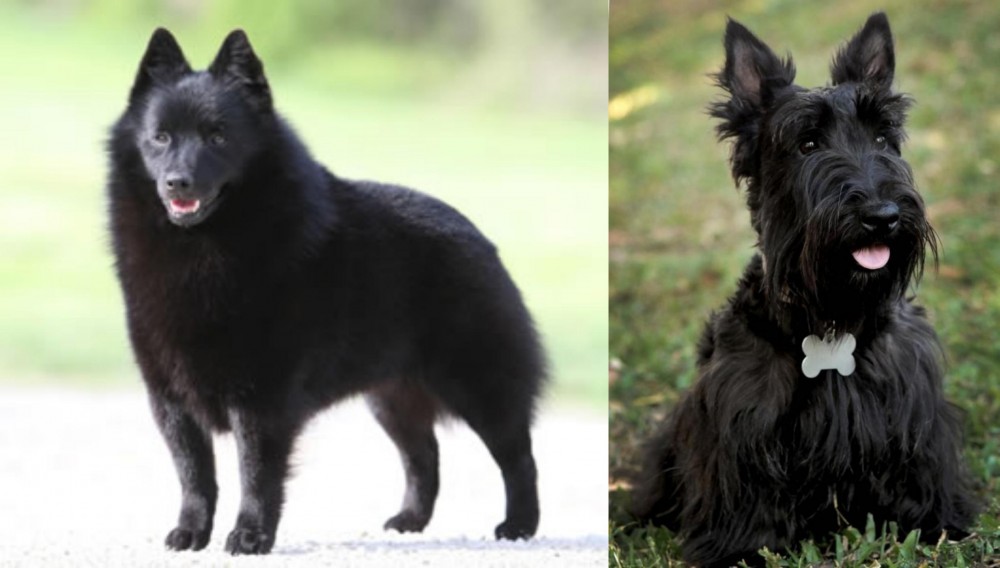 Scoland Terrier vs Schipperke - Breed Comparison