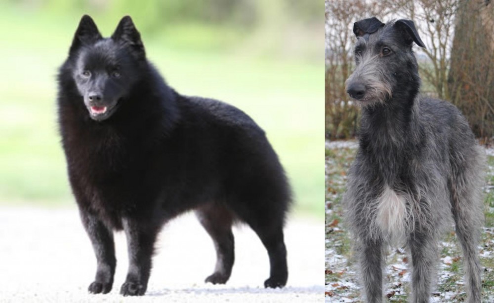 Scottish Deerhound vs Schipperke - Breed Comparison