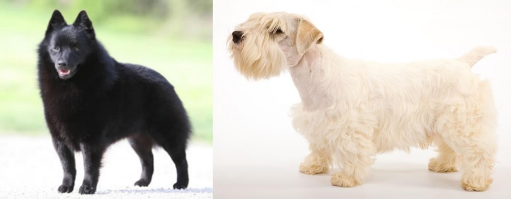 Sealyham Terrier vs Schipperke - Breed Comparison