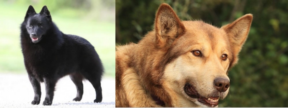 Seppala Siberian Sleddog vs Schipperke - Breed Comparison