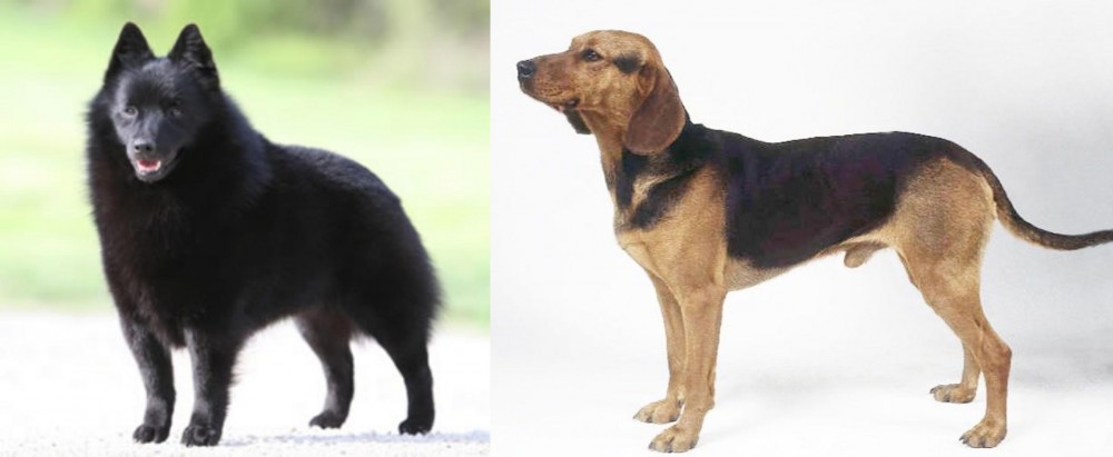 Serbian Hound vs Schipperke - Breed Comparison