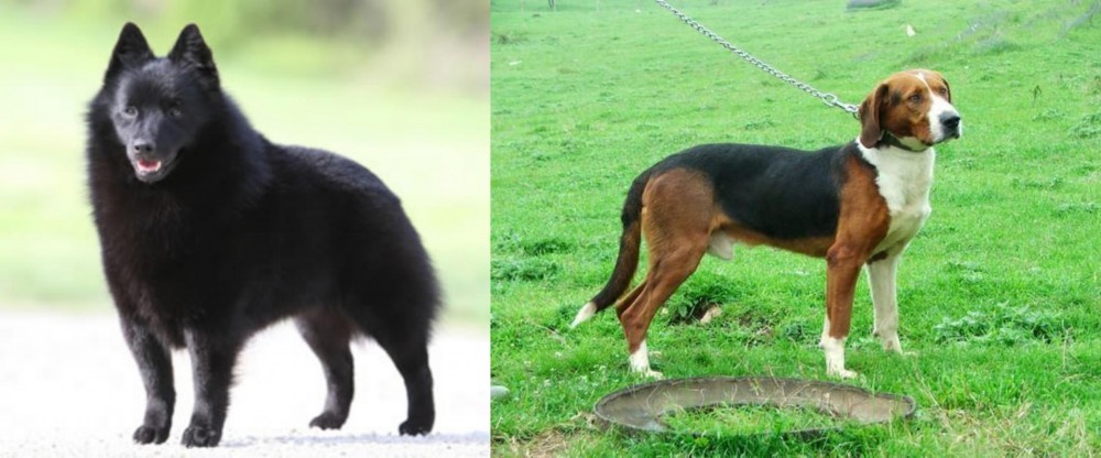 Serbian Tricolour Hound vs Schipperke - Breed Comparison