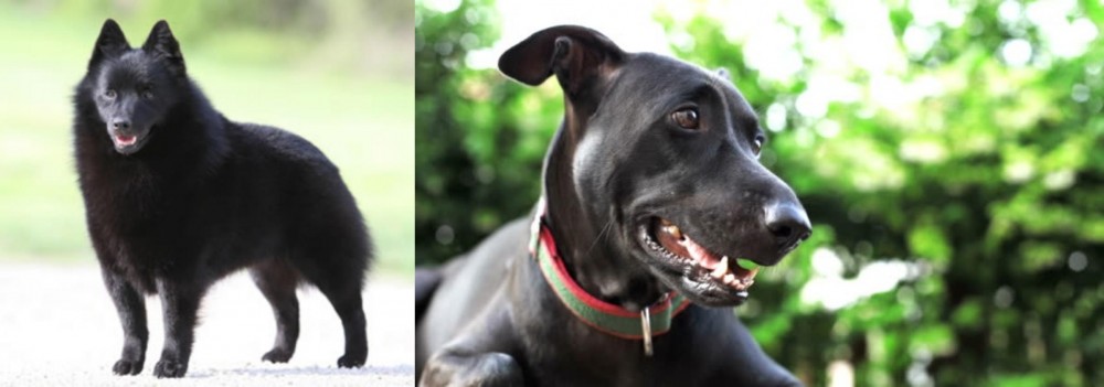 Shepard Labrador vs Schipperke - Breed Comparison