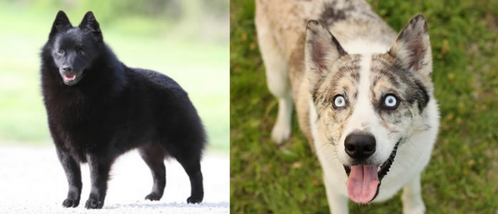 Shepherd Husky vs Schipperke - Breed Comparison