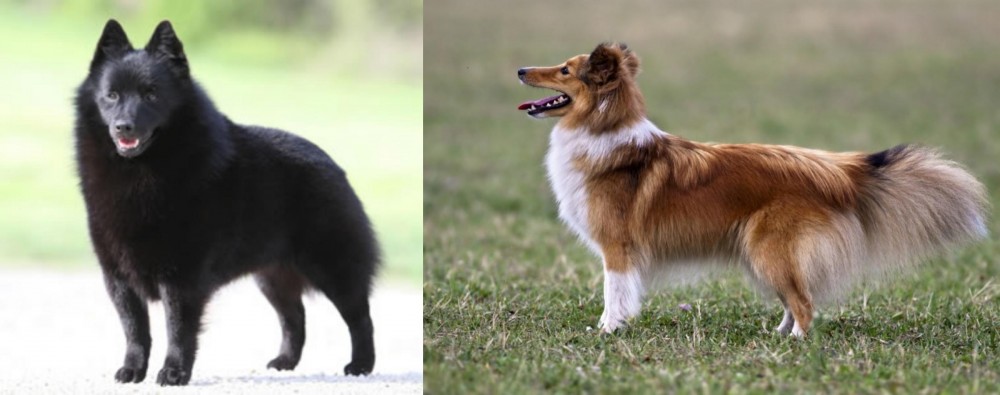 Shetland Sheepdog vs Schipperke - Breed Comparison
