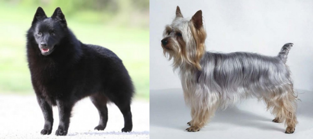 Silky Terrier vs Schipperke - Breed Comparison