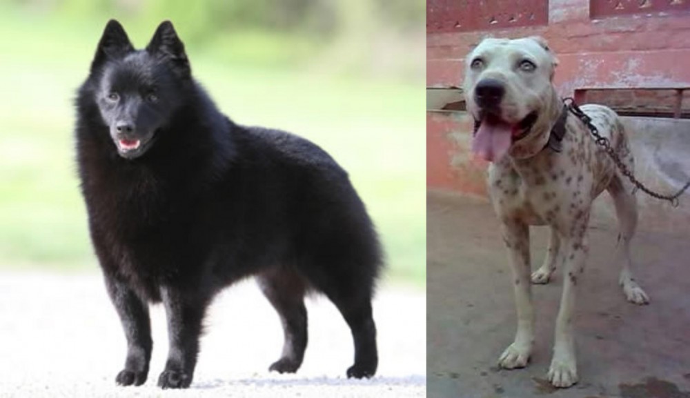Sindh Mastiff vs Schipperke - Breed Comparison