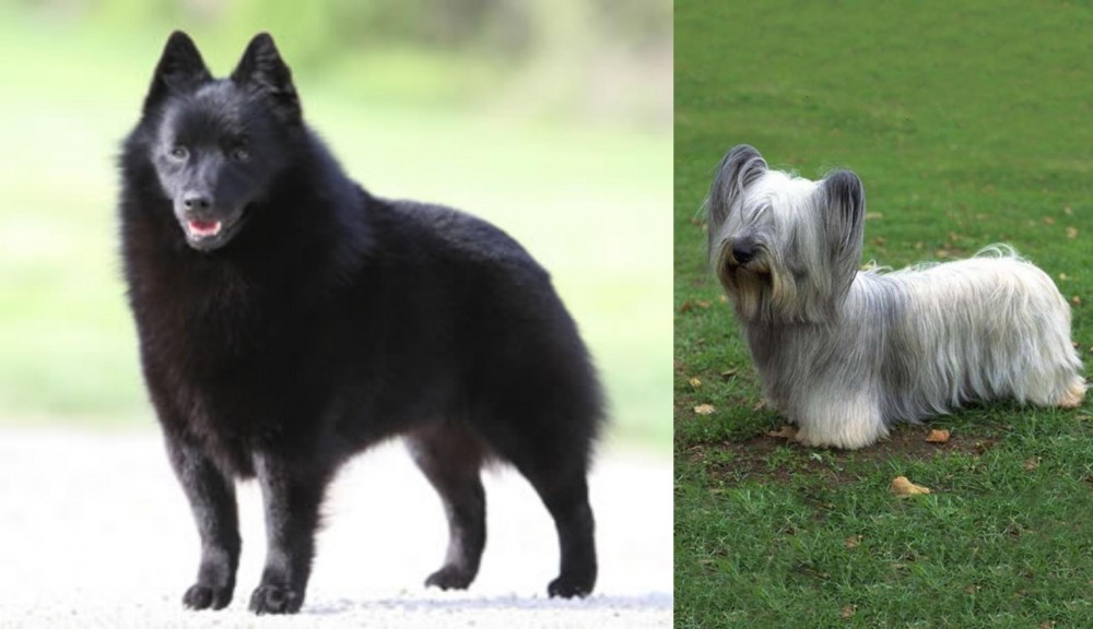 Skye Terrier vs Schipperke - Breed Comparison