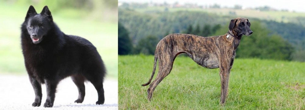 Sloughi vs Schipperke - Breed Comparison
