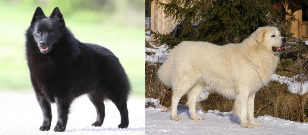Slovak Cuvac vs Schipperke - Breed Comparison