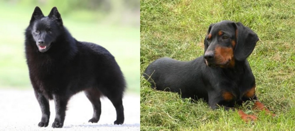 Slovakian Hound vs Schipperke - Breed Comparison
