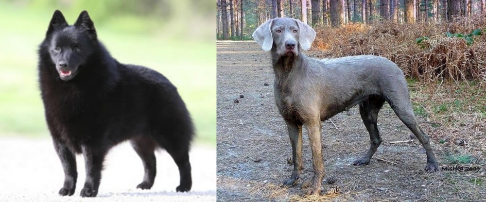 Slovensky Hrubosrsty Stavac vs Schipperke - Breed Comparison