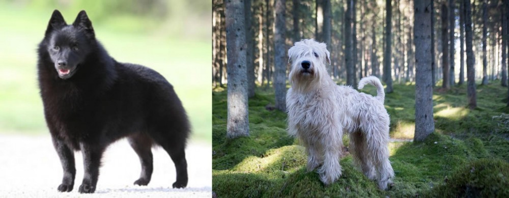 Soft-Coated Wheaten Terrier vs Schipperke - Breed Comparison