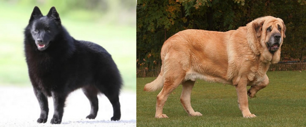 Spanish Mastiff vs Schipperke - Breed Comparison