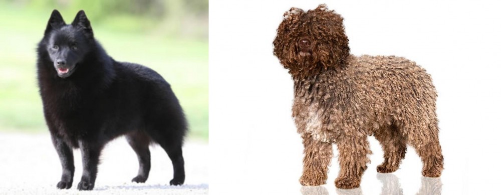 Spanish Water Dog vs Schipperke - Breed Comparison