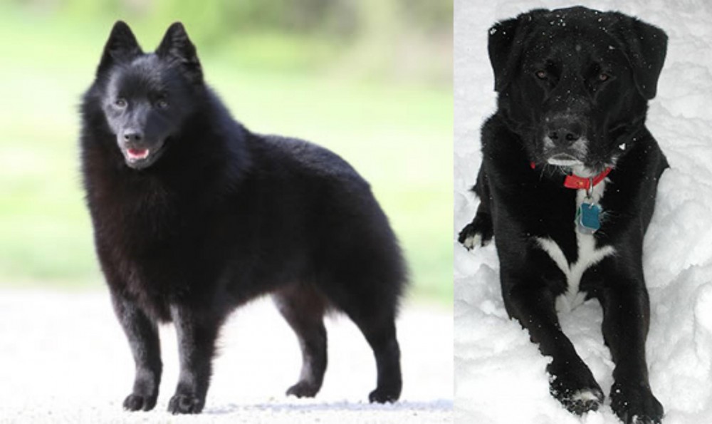 St. John's Water Dog vs Schipperke - Breed Comparison
