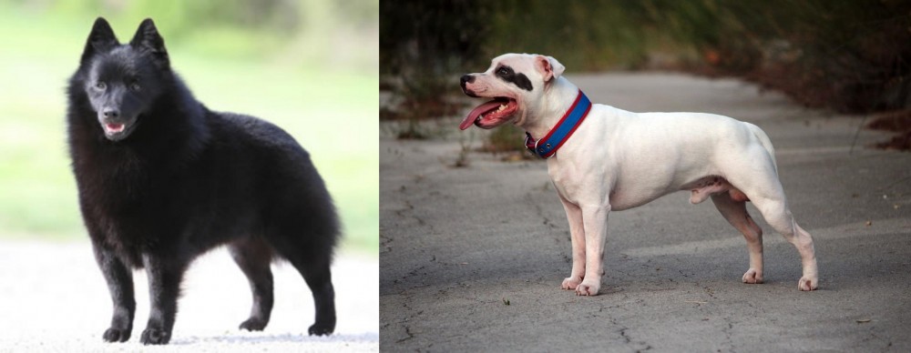 Staffordshire Bull Terrier vs Schipperke - Breed Comparison