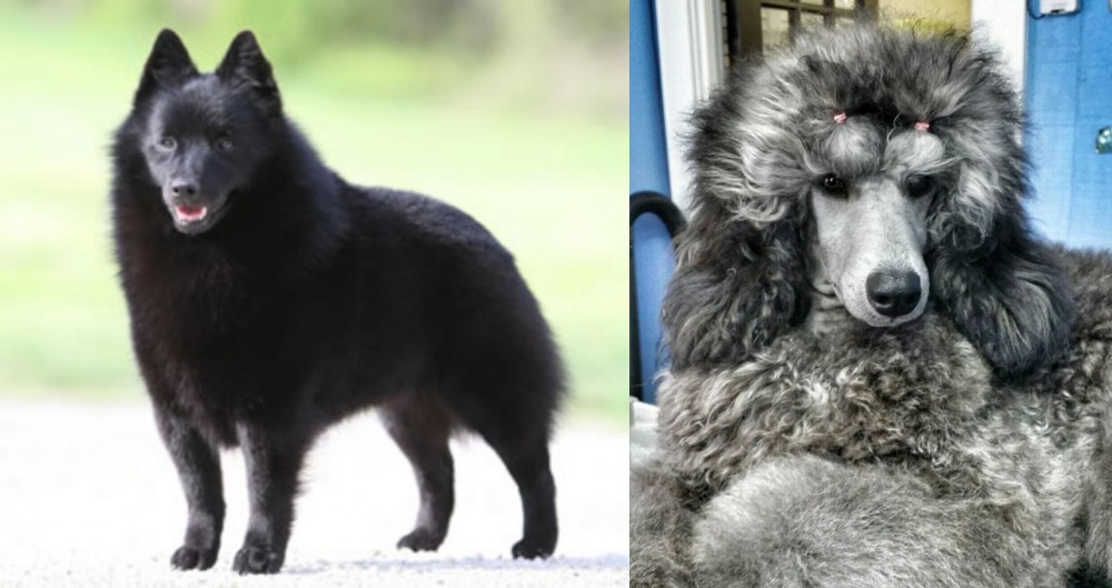 Standard Poodle vs Schipperke - Breed Comparison