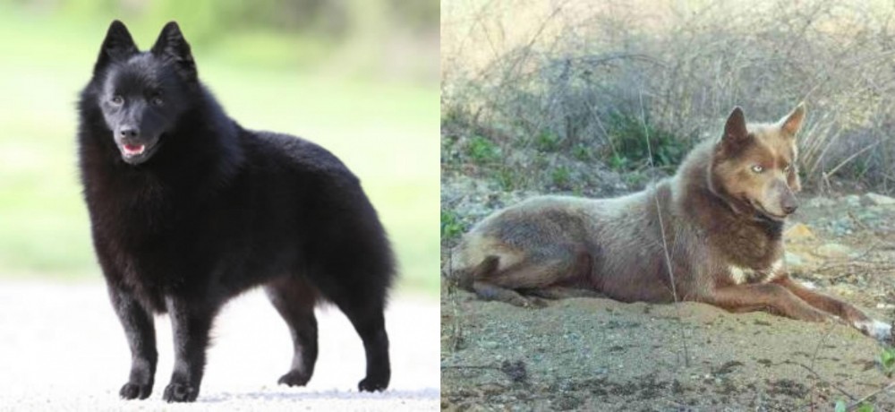 Tahltan Bear Dog vs Schipperke - Breed Comparison